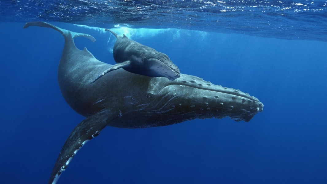 Humpback Whales