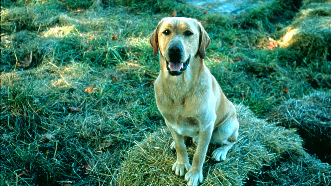 Far from Home: The Adventures of Yellow Dog