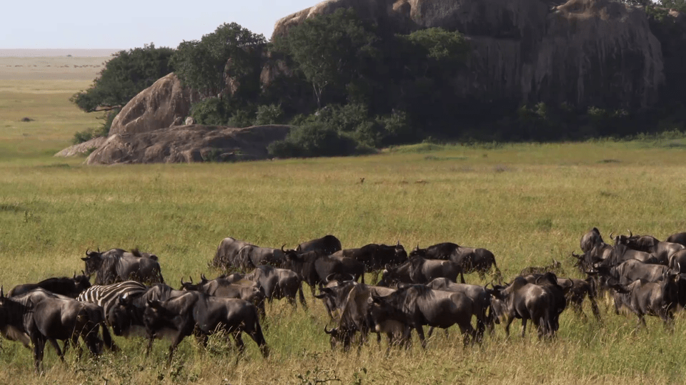 Nomads of the Serengeti